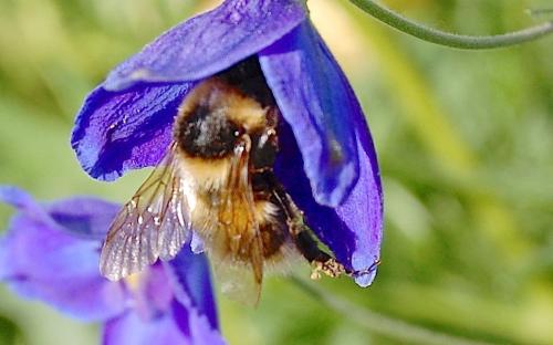 Bombus sp.